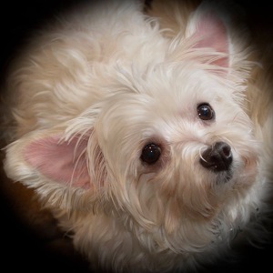 Fundraising Page: Terri Vrchota